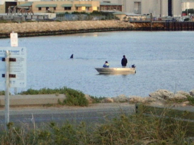 Woodmans whale